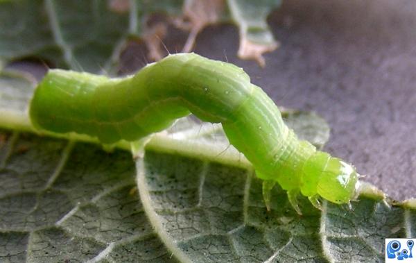 Green worm